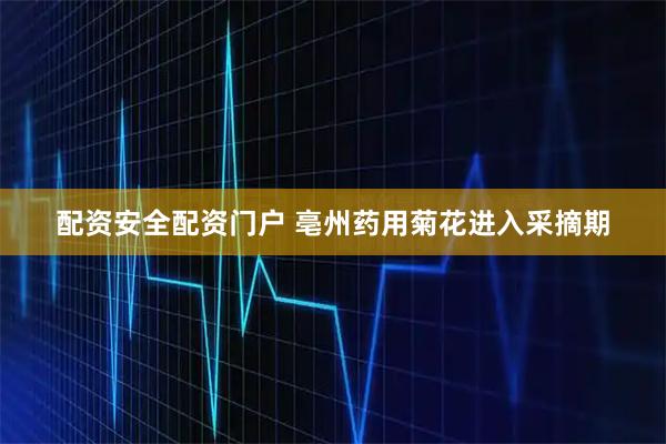 配资安全配资门户 亳州药用菊花进入采摘期